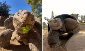 Addio a Gramma: Morta a 141 Anni la Tartaruga delle Gal&aacute;pagos, &quot;Regina dello Zoo di San Diego&quot;