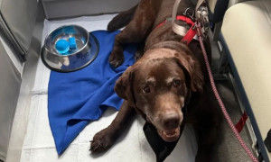 Cosa cambia davvero con il via libera del Ministero dei Trasporti alle linee guida Enac per i cani