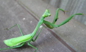 Scoperta eccezionale in Sardegna: identificata una nuova specie di mantide