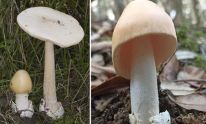 Funghi velenosi, 15 intossicati in un mese nella provincia di Cagliari: anche due bambine