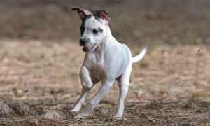 Dal canile alla casa, un percorso di cura e consapevolezza il 18 dicembre a Cagliari
