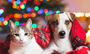 Regali di Natale per gli animali: tra coccole, attenzione e solidariet&agrave;