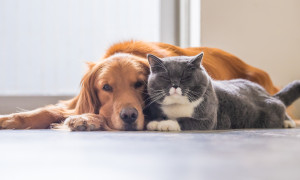 L&rsquo;Italia che ama gli animali: un pet in quasi quattro famiglie su dieci