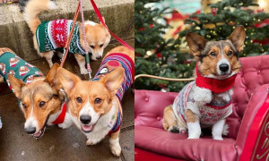 Christmas Jumper Corgi, l&rsquo;allegra parata dei cani con i maglioni natalizi