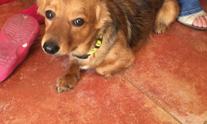 Sassari, il padrone muore dentro l&rsquo;auto e il cane lo veglia per giorni