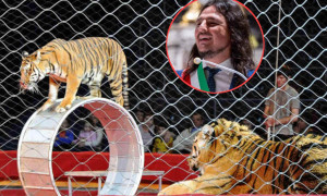 Il circo con gli animali arriva in zona Flegrea, il sindaco di Bacoli lo multa