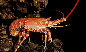 Il Regno Unito vieta di bollire vive le aragoste: sono esseri senzienti che provano dolore