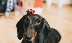Botti di Capodanno: per i cani non &egrave; una festa, &egrave; un incubo. Ecco perch&eacute; non lasciarli mai soli