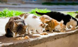 L&rsquo;isola che paga vitto e alloggio ai turisti che si prendono cura dei gatti randagi