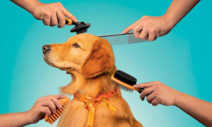 Boom della Pet Economy in Sardegna: oltre 770 imprese attive e servizi veterinari a +164%