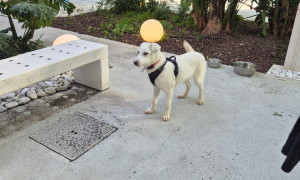Cagliari, in aeroporto nasce il Punto Pet