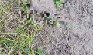 Orrore a Firenze: gatto ucciso con i petardi. L&rsquo;ombra di una baby gang sull&rsquo;Isolotto