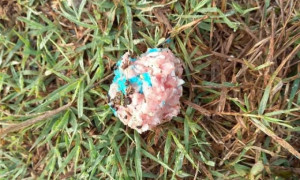 Allarme esche avvelenate a Cagliari: scatta la denuncia di Earth Odv. &laquo;A rischio anche i bambini&raquo;