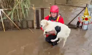 Terreno allagato a Piscinas, i vigili del fuoco salvano nove cani