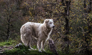 Avellino, ferito da un tronco durante la potatura: lo salva il cane del vicino