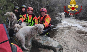 Tre cani salvati dai vigili del fuoco ad Aggius in Sardegna