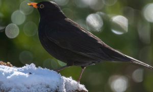 I giorni della merla: origine e significato