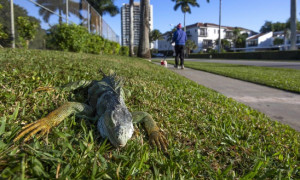 Florida: le iguane paralizzate dal freddo
