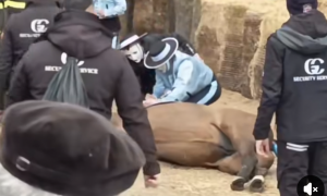 Sartiglia, muore il cavallo Hurrimera. &Egrave; scontro sulle tradizioni