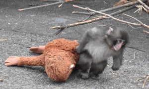 L'abbraccio che commuove il web: cos&igrave; un peluche IKEA &egrave; diventato la "mamma" del piccolo macaco