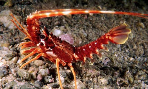 "Origine Sardegna Garantita": un QR Code per blindare l'eccellenza e battere le frodi