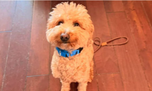 Abbandona il cane in aeroporto dopo il rifiuto all&rsquo;imbarco: arrestata