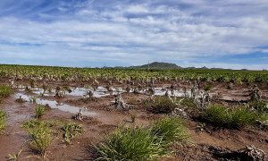 Coldiretti Sardegna, gennaio pi&ugrave; piovoso degli ultimi 61 anni