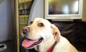 Svolta nei cieli: ITA Airways apre la cabina ai cani fino a 30 kg
