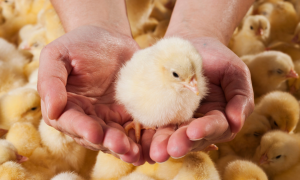 Pulcini e linguaggio: lo studio che rivela un legame innato tra suoni e forme