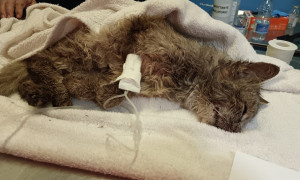 Dolianova, gattina pestata a sangue e gettata nei rifiuti: &egrave; in fin di vita