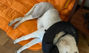 Maria, la cagnolina ferita nelle campagne di Alghero