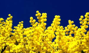 Oltre la mimosa: la vera storia dell'8 marzo tra lotte operaie e suffragio universale