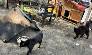Incendio distrugge il Rifugio a Quartucciu: appello per salvare 27 gatti rimasti senza casa