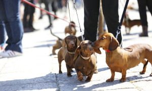 Invasione di "zampe corte" al Poetto: a Cagliari torna la Sausage Walk Italia 2026