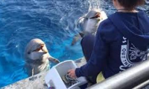 Addio a Luna: l&rsquo;Acquario di Genova piange la scomparsa del suo delfino pi&ugrave; amato