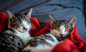 In Svezia lasciare il gatto da solo &egrave; reato?