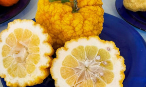 Sa Pomp&igrave;a, il misterioso agrume sardo che non si pu&ograve; mangiare crudo