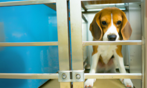 Sperimentazione animale: Il TAR blocca i test sui beagle. &Egrave; scontro tra etica e ricerca