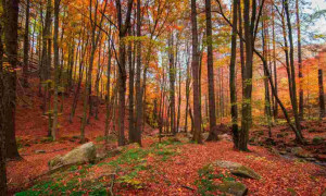 Giornata mondiale foreste, WWF: in 35 anni ci siamo giocati l'Austria 26 volte