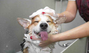 Il boom del "Pet Wellness": a New York la toelettatura costa come un chirurgo