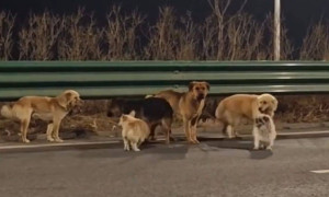 Odissea a quattro zampe: sette cani fuggono dal macello e tornano a casa in Cina