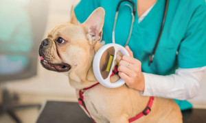 Sassari, il 31 marzo appuntamento con l&rsquo;anagrafe canina