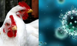 Influenza aviaria, primo caso umano in Europa: paziente ricoverato in Lombardia