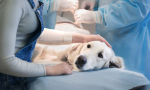 In Italia non esistono Pronto Soccorso veterinari pubblici: la proposta del Friuli Venezia Giulia