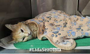 Allarme a Padru: strage di gatti per avvelenamento