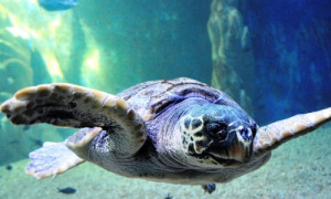 Acquario di Cala Gonone, al via la nuova stagione