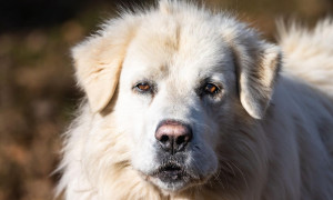 Orrore a Longobucco: cane trascinato da un pick-up, &egrave; giallo sulle cause della morte