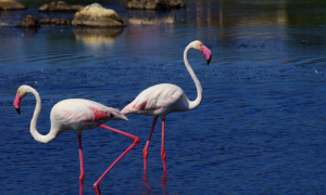 Parco di Molentargius, al via la nidificazione dei fenicotteri&nbsp;