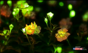 Piante bioluminescenti in Cina: la nuova frontiera dell&rsquo;illuminazione sostenibile