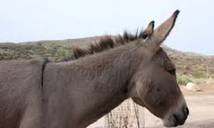 Addio a Severino, l'ultimo "Boss" dell'Asinara: se n'&egrave; andato il simbolo dell'isola